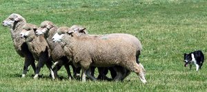 The 21st Annual Meeker Classic Sheepdog Championship Trials runs from Wednesday to Sunday. The event is expected to draw 12,000 to 18,000 people to the town.