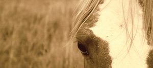 Diane Panetta, an equine photographer and founder of the nonprofit Rescued to Ride training program for unwanted horses, gives a free presentation at 6 p.m. today at Harwigs/L’Apogee. She and veterinarian Courtney Diehl will discuss the issue of unwanted horses, and Panetta’s artwork will be on display.