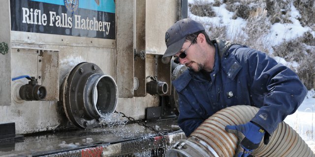 Josh Brown, hatchery technician at the Rifle Falls State Fish Hatchery, attaches a hose Wednesday morning to the hatchery truck. The hose funneled about 200 rainbow trout into the frozen pond at Wyman Living History Museum in preparation for Saturday’s ice fishing derby, one of several events at the museum’s first Not-So-Winter Festival.