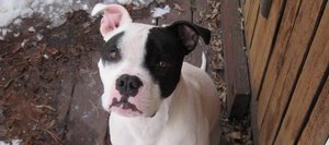 Odie, a boxer pitbull mix, belongs to Steamboat Springs couple Heidi Blackmar and Pat Yeager. Odie competed head to head with his owners and 52 other humans in this year's NCAA men's basketball tournament bracket.