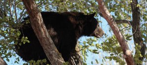 Marvin Cattoor took a photo of an adult male black bear crouching in a tree Sunday morning on Ranney Street. The bear also took refuge in a tree on Mack Lane, said Cattoor, who took several photos of the animal before it was euthanized by Colorado Division of Parks and Wildlife officials.