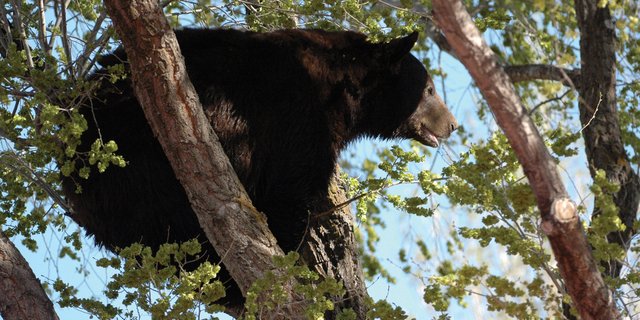 In this photo taken by local photographer Marvin Cattoor, an adult male black bear crouches in a tree Sunday morning on Ranney Street. The bear also took refuge in a tree on Mack Lane, said Cattoor, who took several photos of the animal before it was euthanized by Colorado Parks and Wildlife officials.