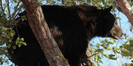 Local resident Marvin Cattoor took this photo Sunday of a male black bear in a tree near Ranney Street. The bear was later put down by Colorado State Parks and Wildlife officers. The bear’s remains have been donated to the Museum of Northwest Colorado for a future display and it is the hope of museum directors to recreate the scene as portrayed in the photo.