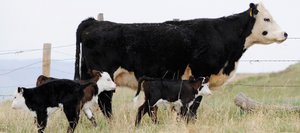 The Belton family saw a rarity at the ranch they lease along Routt County Road 129 when their 9-year-old Angus Hereford cross cow gave birth to two heifers and a bull April 22.