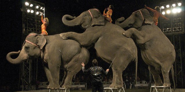Elephants Isa, Bennie and Bunny will be showcased May 15 in Craig when The Carson and Barnes Circus sets up its tent for two performances at the Moffat County Fairgrounds. Advance tickets for the performances, which are set for 4:30 and 7:30 p.m., cost $14 for adults or $6 for children 12 and younger. Tickets are $16 for adults and $8 for children 12 and younger when purchased at the gate.