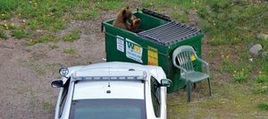 A bear snacks on garbage in a Dumpster earlier this month near 11th and Oak streets in downtown Steamboat Springs. Police say they plan to be more aggressive in enforcing rules meant to keep bears out of trash cans and Dumpsters.