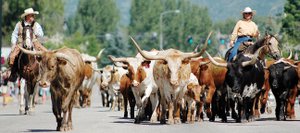 Traffic in downtown Steamboat Springs was ground to a halt July 6, 2009, as the Saddleback Ranch Cattle Drive sent a herd of longhorns from the west end of downtown to the rodeo arena near Howelsen Hill. Organizers of the popular downtown cattle drive during the Fourth of July holiday say they need an additional $3,000 to make insurance premiums in order to revive the event this year.