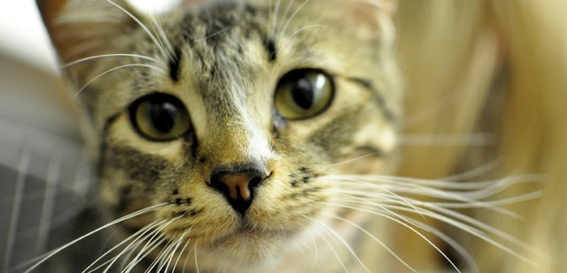 Tinker, a shorthair domestic cat, is available for adoption at the Craig Animal Shelter, located at Bear Creek Animal Hospital at 2430 E. Victory Way. Monthly adopt-a-thons and low-cost spay and neuter operations are one of several services the Humane Society of Moffat County has spearheaded since it began a decade years ago. A celebration of the organization’s 10th anniversary and volunteer appreciation is scheduled for 5 to 7 p.m. Saturday at the Moffat County Fairgrounds’ covered picnic area.