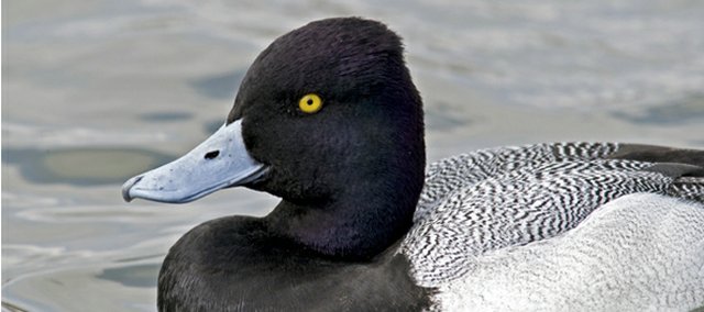 The Greater Scaup — a cousin of the Lesser Scaup, which also are more commonly referred to as bluebills — is the species of focus for the Colorado Parks and Wildlife's 2013 Waterfowl Stamp art contest. Artists interested in participating in the contest have until Feb. 1 to submit an original piece to the Colorado Wildlife Heritage Foundation.