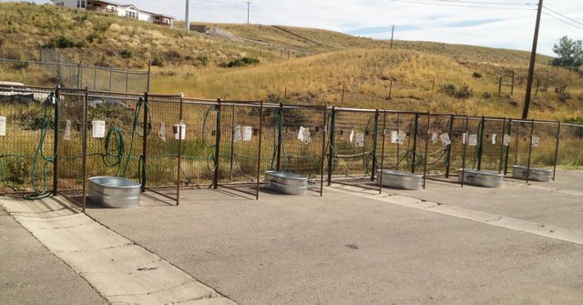 These wash bins behind Murdoch's Home and Ranch Supply will be busy Saturday morning and afternoon as the store will be hosting a Pet Health Fair from 10 a.m. to 3 p.m. The fair will include dog washing, vaccinations, training and grooming tips, along with other pet-related vendors and services at discounted prices or free of charge.