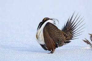Sage grouse numbers have declined slowly in recent years, prompting conservation groups to have the federal government consider the bird for the endangered species list. If that happens, it could have tremendous economic impacts that could hurt Colorado and Moffat County specifically, according to elected officials.