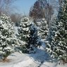 Christmas Trees!