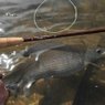 Flyfishing