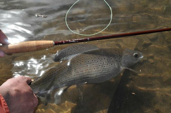 Flyfishing