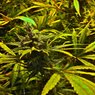 Blackwater OG Kush