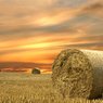 Hay & Feed