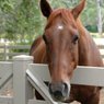 Horse Supplies
