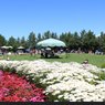 Music on the Green