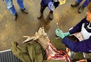 Deena Armstrong, right, removes a lymph node from a mule deer last year and hands it to Heather Bankie for testing. While the number of new cases of Chronic Wasting Disease don't show any large spreading in Colorado, officials are cautious not to call it a positive sign. The CWD testing site in north Craig has seen a decrease in animal harvest, as well as in the number of animals submitted for testing, which may have affected these numbers.