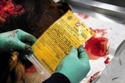 Deena Armstrong reads an information tag about an elk last year at the DOW chronic wasting disease testing facility.