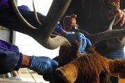 A Division of Wildlife employee and a hunter remove the rack from an elk last year on North Yampa Avenue. When testing for chronic wasting disease, hunters keep the antlers and ivory while the lymph nodes and tonsils are removed and shipped to Fort Collins for testing.