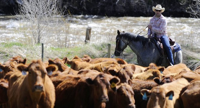 Under Armour Founding Member Shifts Career To Sweetwood Cattle 