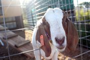 Lena sticks her head through the fence at the Balstad property in Maybell. Emma Balstad is taking goats Lena and Ole to the fair in addition to pigs, rabbits and her dog, G.G.