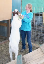 Emma Balstad, 12, plays with a soccer ball with her goat, Ole, on July 20 in Maybell. This is Emma’s first year taking goats to the Moffat County Fair.