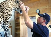 Leland Reinier, owner of Big Cat Taxidermy, works on a customer’s leopard in May 2010. Reinier worked with taxidermist Scott Moore to create the piece, “Can’t Kill the King,” which won first place for collective artist at the Colorado State Taxidermy Competition earlier in June in Salida.