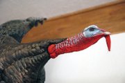 This mounted turkey is an example of the work of Scott Moore, owner of Mountain Man Taxidermy in Craig. In June, Moore and collaborator Leland Reinier, owner of Big Cat Taxidermy in Craig, won first place honors at the Colorado State Taxidermy Competition in Salida.