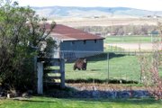 Robin Weible took this photo of an adult male black bear Sunday from her home on the 1400 block of West Third Street. After failed attempts to tranquilize the bear, Colorado Parks and Wildlife officials euthanized the animal in accordance with a “two-strike” policy regarding nuisance bears.