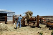 Tyler Gerber, 15, throws hay to a group of steers on the family ranch Wednesday morning. The Gerbers’ neighbors helped them move their livestock Tuesday night as the Sand Fire moved rapidly across the sagebrush toward their home. Their house was not damaged, and the family was able to return home later Tuesday night.