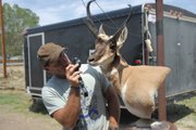 Mark Zimmerman inspects a shoulder-mount antelope he made and plans to bring to the upcoming National Taxidermist Association competition. Zimmerman, owner of Bullseye Taxidermy, has won awards for his work in Colorado, Wyoming, New Mexico and Idaho.