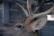 J.R. the elk takes a peek at his new home Monday from inside a trailer. Jr. is the newest resident of Moffat County and will spend the rest of his days at the Wyman Living History Museum in Craig.