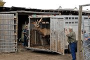 Lou Wyman, foreground, holds open a trailer gate as Junior, aka J.R., the elk prepares to enter his new home at the Wyman Museum in Craig. The two-year-old, six-point bull elk arrived Monday.