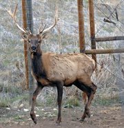 J.R. the elk struts around his new pen Monday at the Wyman Museum in Craig. Lou Wyman purchsed Jr. for the museum following last month's death of Clyde.