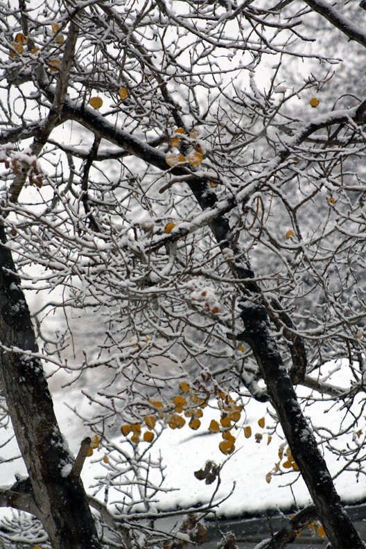 photo thumbnail