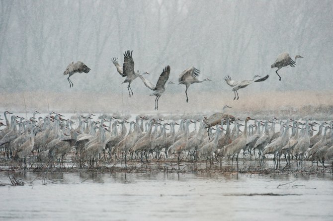 take off into an early morning spring snowstorm. Thomas Mangelsen ...