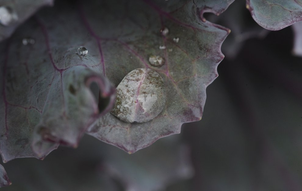 photo thumbnail