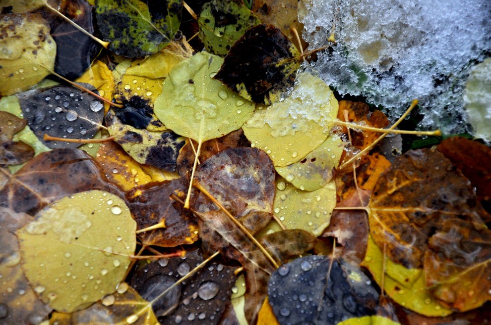 photo thumbnail