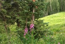 Routt County in photos: July 31, 2014
