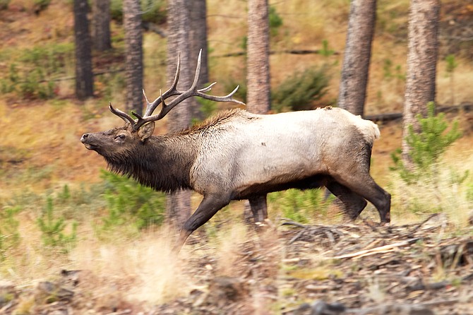 Why are Colorado elk tags useful?