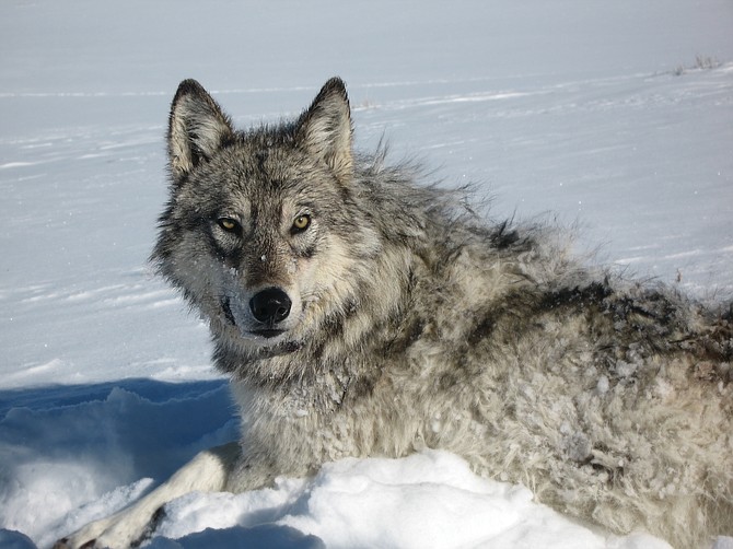 This adult gray wolf is part of the Yellowstone Wolf Project, which, beginning in 1995, reintroduced wolves from Canada and northern Montana to the park. This animal was photographed in the park after being tranquilized for study by Wolf Project scientists.