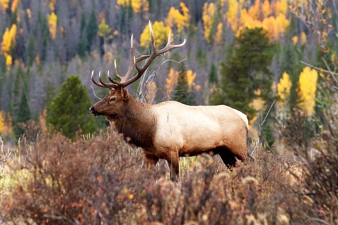 Colorado offers variety, options, ease for hunters | Craig Daily Press