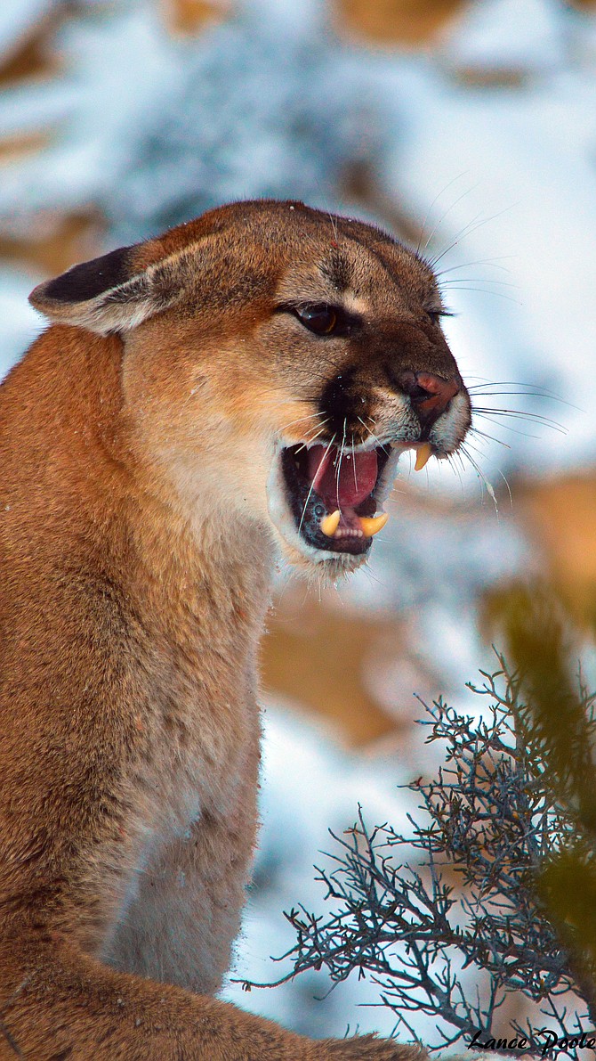 Man involved in mountain lion maiming scheme admits guilt | Craig Daily ...